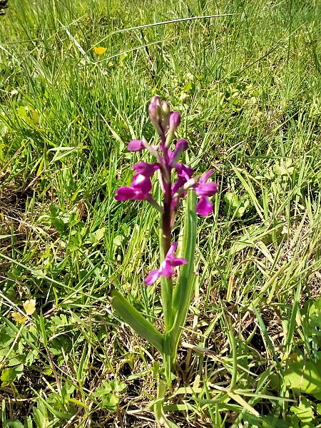 Anacamptis laxiflora  - Jules Durand