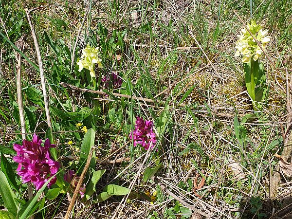 Dactylorhiza sambucina  - Michel Jegou