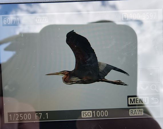 Purpurreiher  - Ryszard Dworak