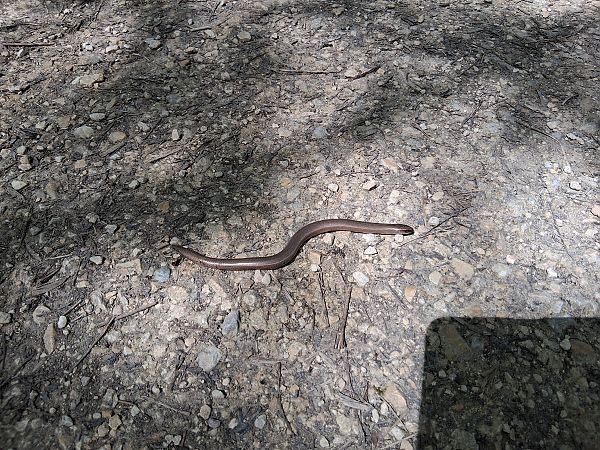 Ziraun  - Eraztun Berdeko Basozainak Guardas Anillo Verde