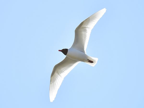 mewa czarnogłowa  - Michał Piotrowski