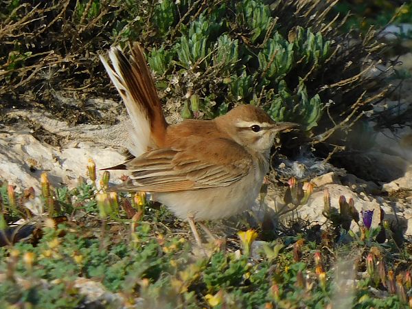 Usignolo d'Africa  - Alessandro Bertoli