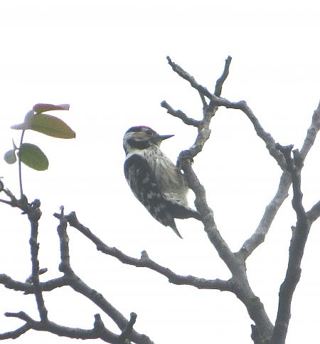 Picchio rosso minore  - Monica Carabella