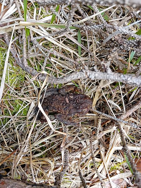 Rospo comune  - Francesco Molino (FVG)