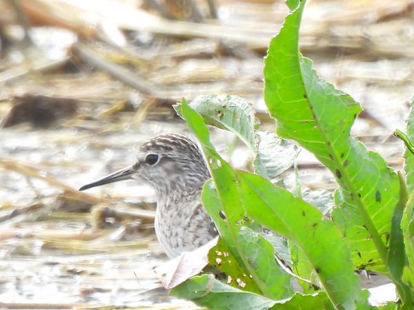 Valona  - Joan Pessarrodona