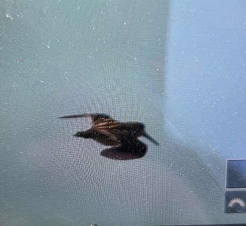 bekasik  - Sebastian Watras