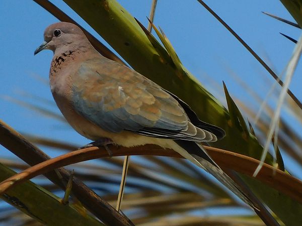 Tortora delle palme  - Alessandro Bertoli