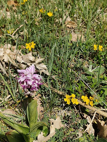 Orchis simia  - Isabel Casas Navarrete