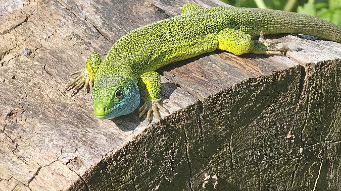 Ramarro orientale / occidentale  - Stefano Cimenti (FVG)