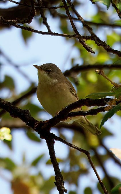 Curruca Zarcera  - Jose Molis