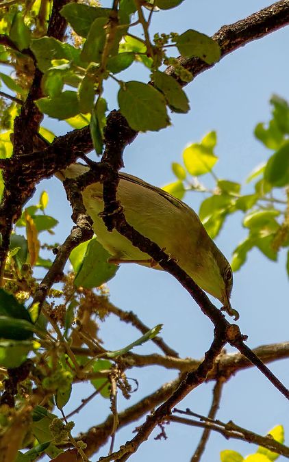 Tallareta vulgar  - Jose Molis