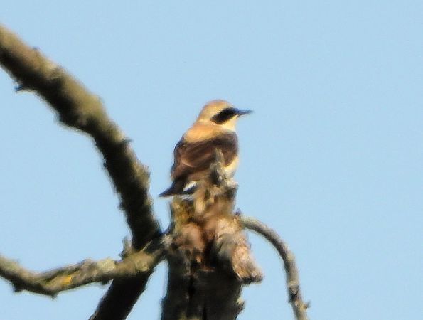 Monachella occidentale  - Andrea Ravagnani