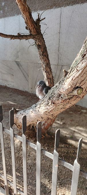 Colombaccio  - Letizia Saviola