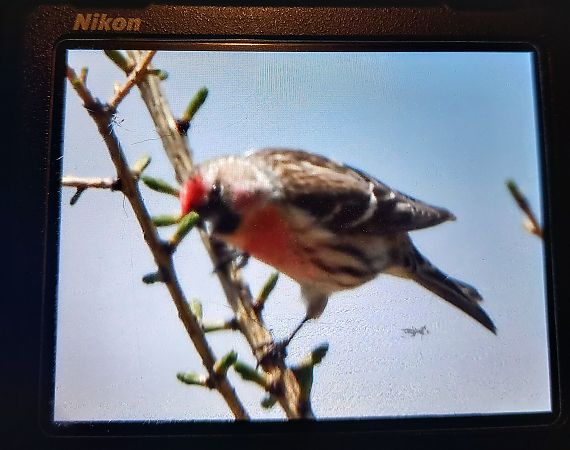 Organetto  - Levi Simone