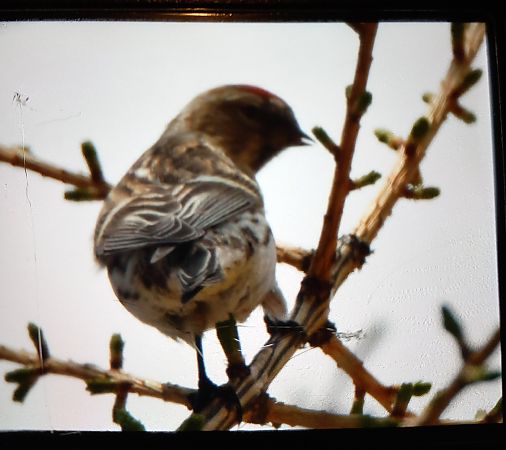 Organetto  - Levi Simone