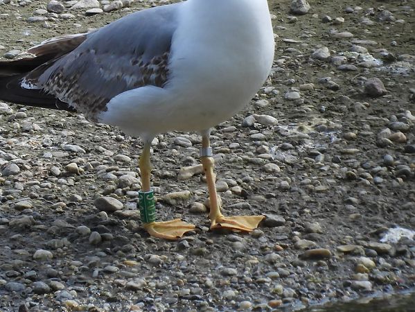 Gabbiano reale  - Lorenza Venturini