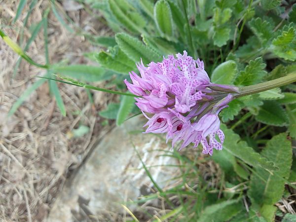 Neotinea tridentata  - Sara Stella (FVG)