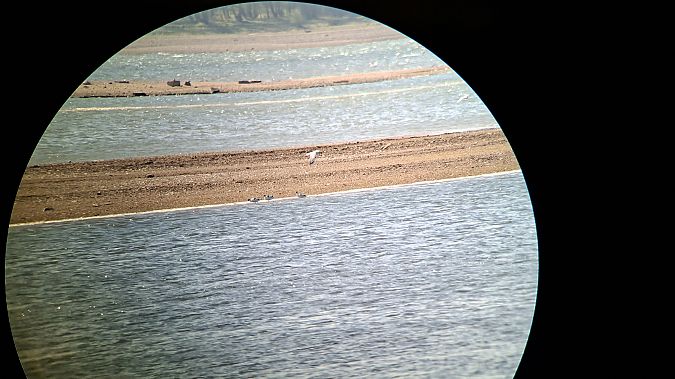 szablodziób  - Arek Gorczewski