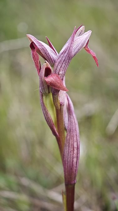Serapias parviflora  - Alain Bultez