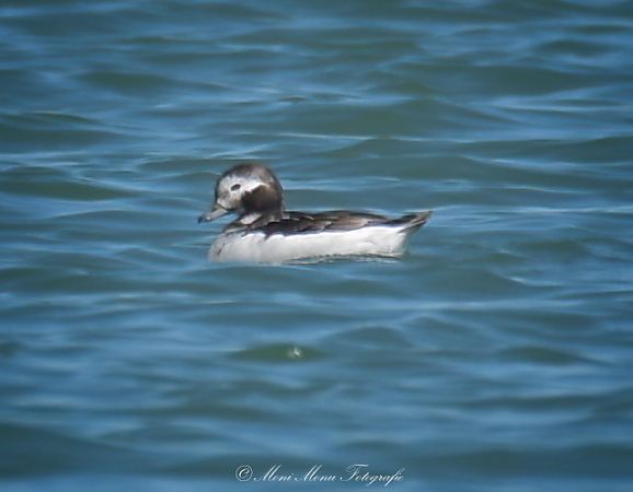 Harelde boréale  - Monika H. M. Klocker