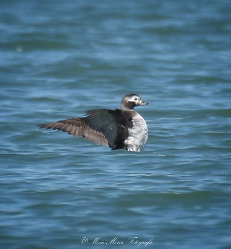 Eisente  - Monika H. M. Klocker