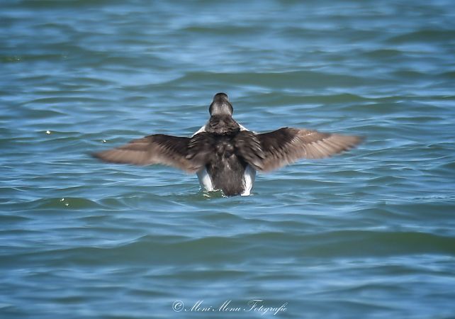 Harelde boréale  - Monika H. M. Klocker