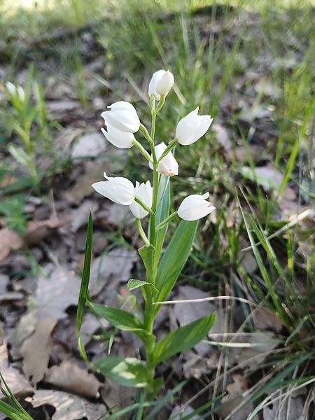 Cephalanthera longifolia  - Marta i Dani López Bernat