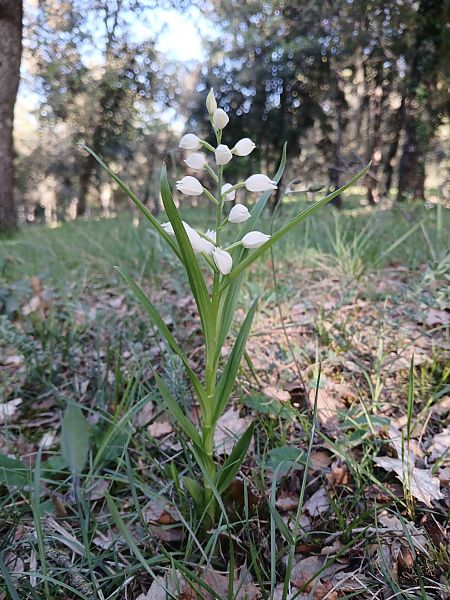 Cephalanthera longifolia  - Marta i Dani López Bernat