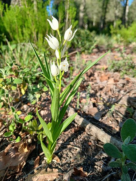 Cephalanthera longifolia  - Marta i Dani López Bernat