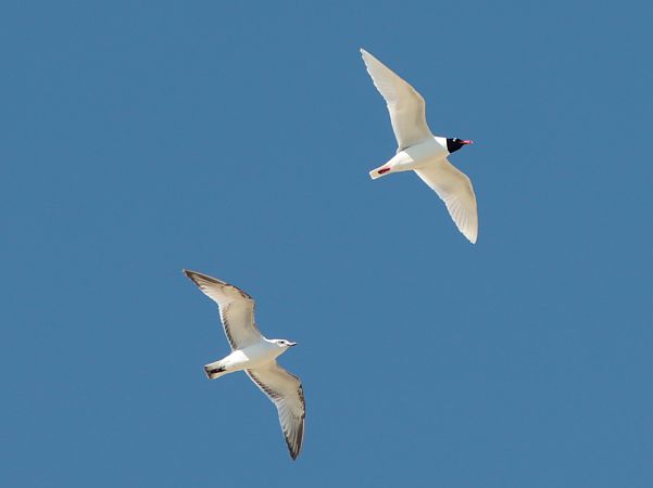 Schwarzkopfmöwe  - Guillaume Locatelli