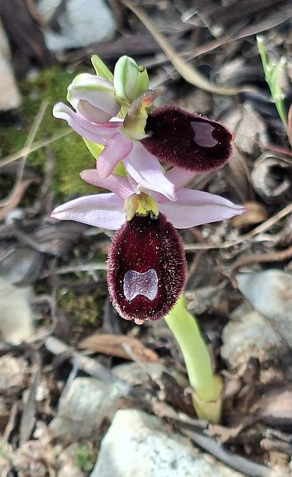 Ophrys bertolonii 