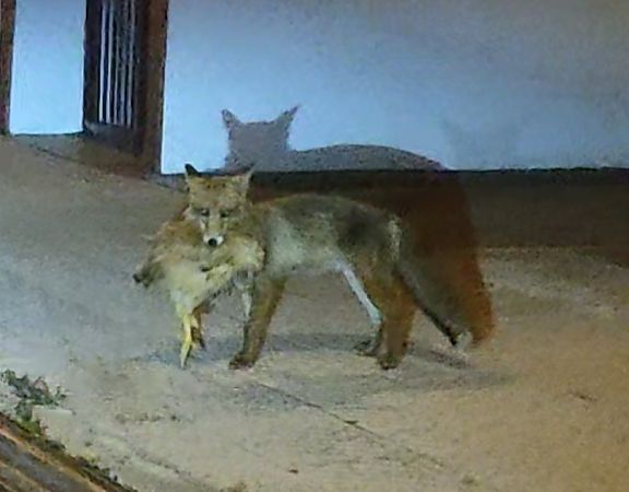 Guineu, guilla  - Jesus Aparicio Fernández