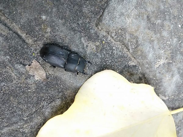 Lucanus tetraodon  - Sara Stella (FVG)