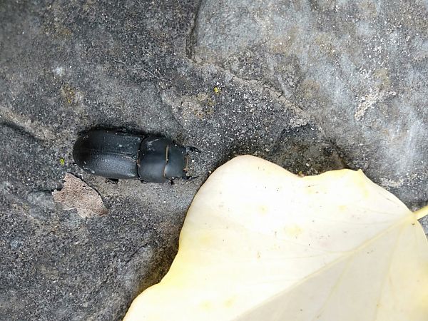 Lucanus tetraodon  - Sara Stella (FVG)