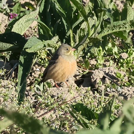 Bruant ortolan  - Mario Baldauf