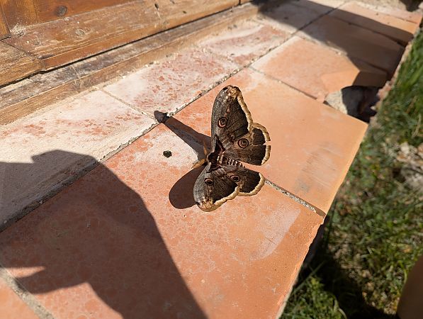 Bruixa  - Joan Cortés