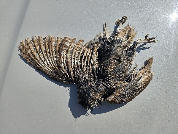 Civetta  - Elisa de Belli (FVG)