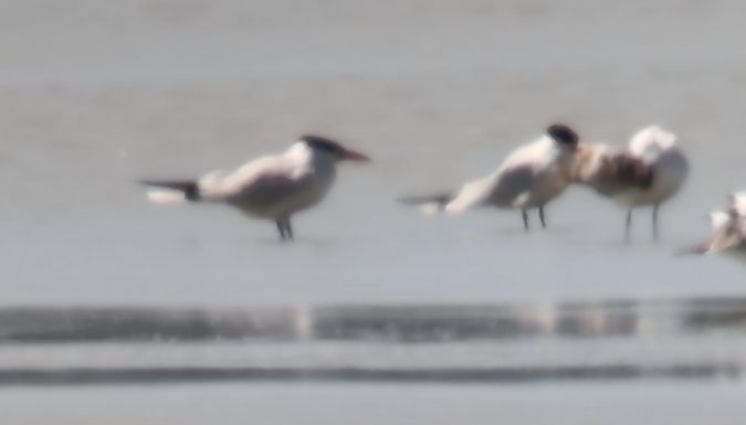 Sterne caspienne  - Kilian Hagmüller