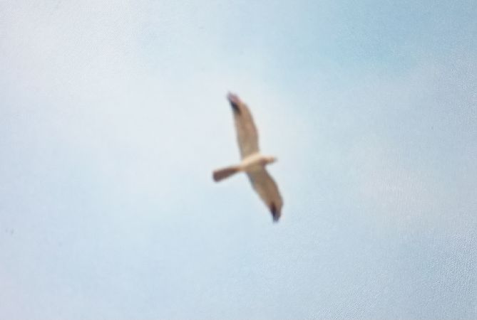 błotniak stepowy  - Mateusz Tutaj