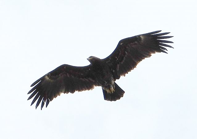 orlik grubodzioby  - Michał Polakowski