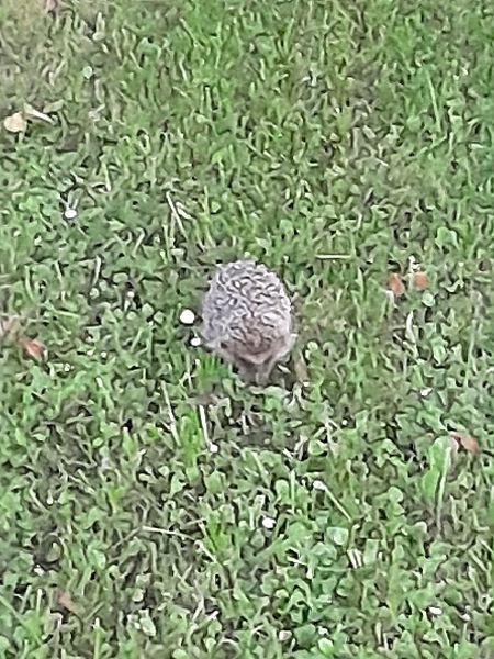 Riccio europeo  - Fabio Lovisetto