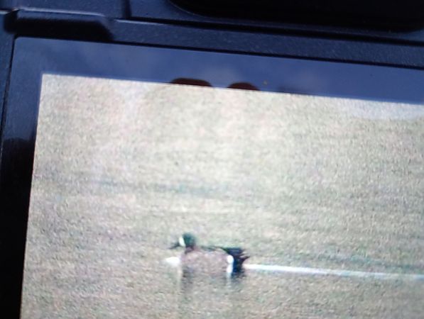 cyranka modroskrzydła  - Wojciech Cichy