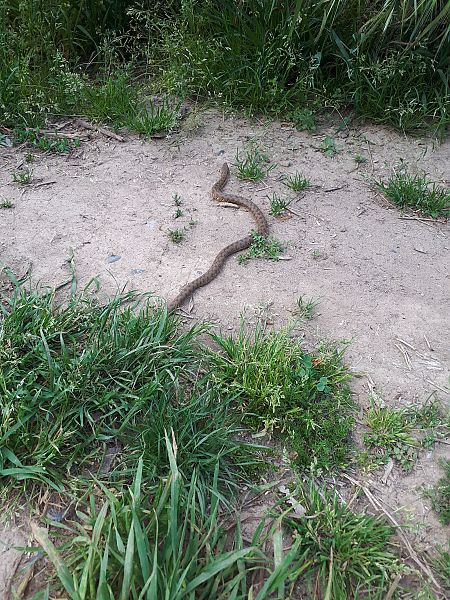 Serp d'aigua  - Ferran Fitó