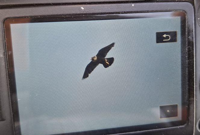 sokół wędrowny  - Bartłomiej Sułkowski