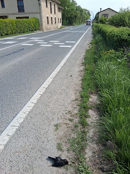 Zozo arrunta  - Eraztun Berdeko Basozainak Guardas Anillo Verde