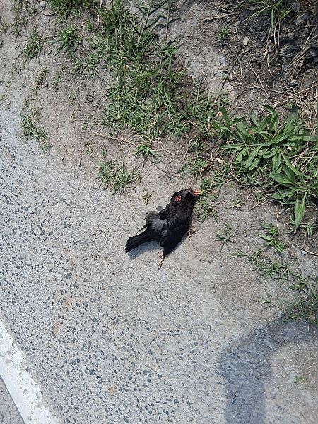 Zozo arrunta  - Eraztun Berdeko Basozainak Guardas Anillo Verde