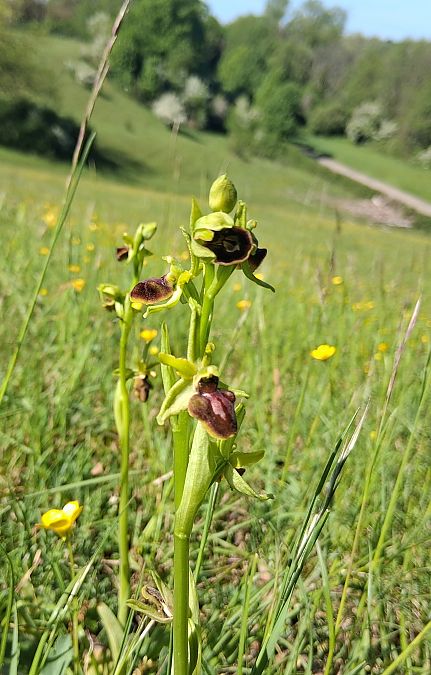 Ophrys aranifera  - Charles Paillet