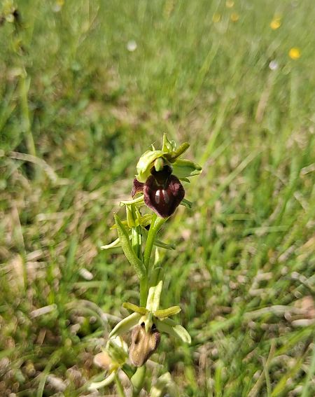 Ophrys aranifera  - Charles Paillet