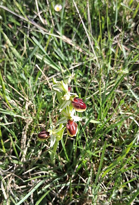 Ophrys aranifera  - Charles Paillet