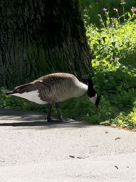 Bernache du Canada  - Kurt Moser